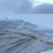 A Kelp Gull perched on the precipice of a recent avalanche, Petermann Is, Antarctica