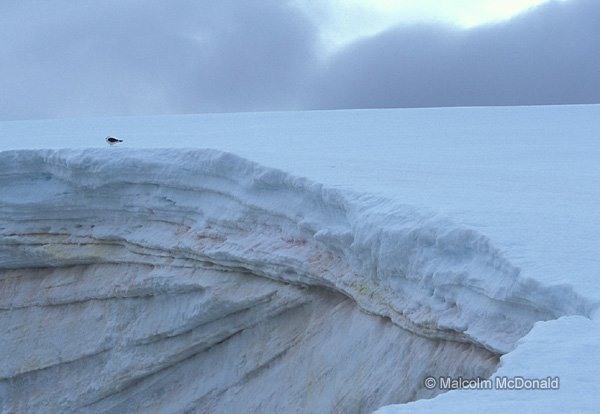 A Kelp Gull perched on the precipice of a recent avalanche, Petermann Is, Antarctica