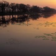 Kimberley wetlands support varied birdlife, Parry Lagoon, WA