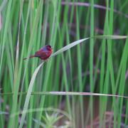 A Crimson Finches is active near water in the early morning, Kununurra, WA