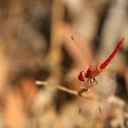 Red Dragonfly, Gibb River Road, WA
