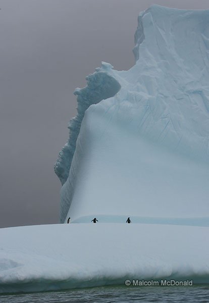 Adelie penguins on board a 20 metre tall iceberg