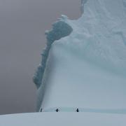 Adelie penguins on board a 20 metre tall iceberg