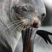 Almost human-like poses can be captured with Antarctic fur seals
