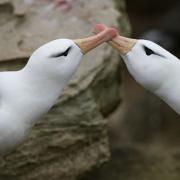 A pair of Black-browed Albatross in a mating pose, Falklands