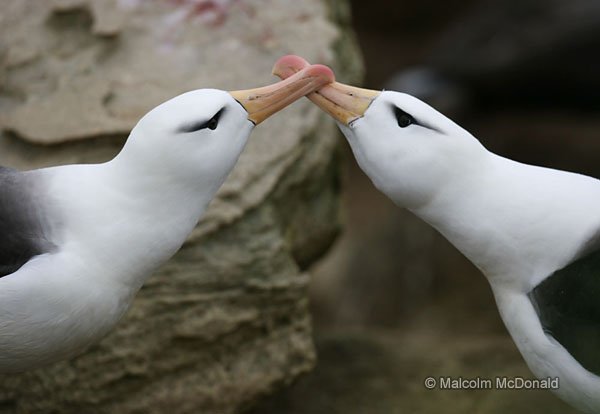 A pair of Black-browed Albatross in a mating pose, Falklands