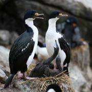 Blue-eyed Cormorants at their nest with two hungry chicks, Falklands