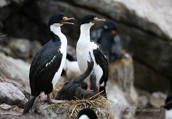 Blue-eyed Cormorants at their nest with two hungry chicks, Falklands