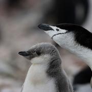 Adult Chinstrap penguin with chick, Antarctic Peninsular