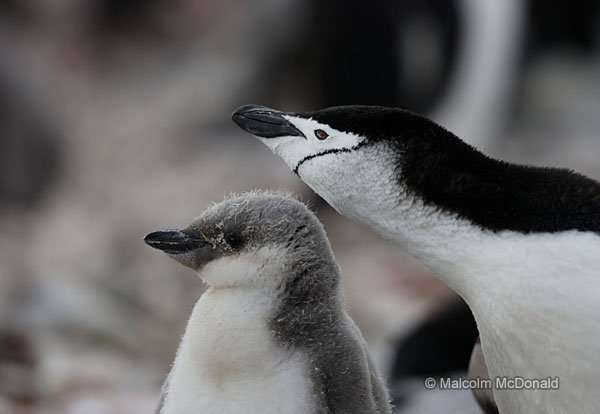 Adult Chinstrap penguin with chick, Antarctic Peninsular