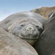 Female Elephant seals resting together like fat peas in a pod