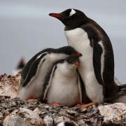 Twin Gentoo penguin chicks snuggle for warmth, Antarctic Peninsular