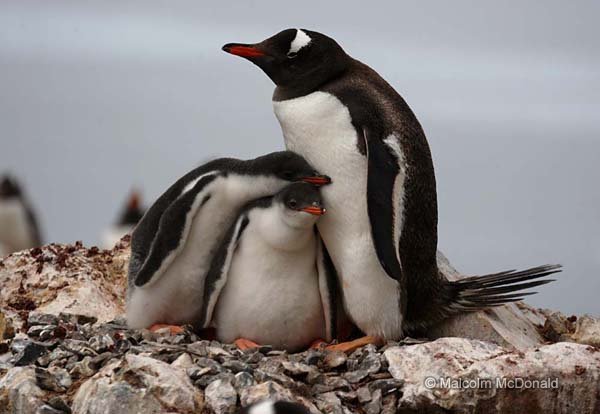 Twin Gentoo penguin chicks snuggle for warmth, Antarctic Peninsular