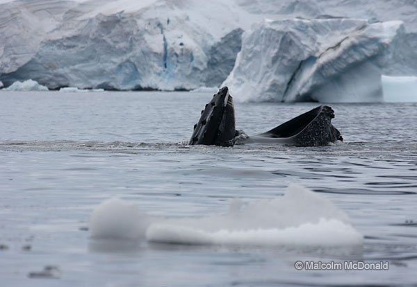 Humpback whale surfacing within a net of bubbles, feeds on krill, Antarctic Pensinsular