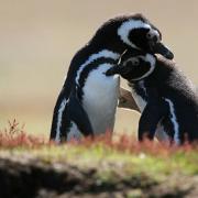 Magellanic Penguin Pair - Falkland Islands