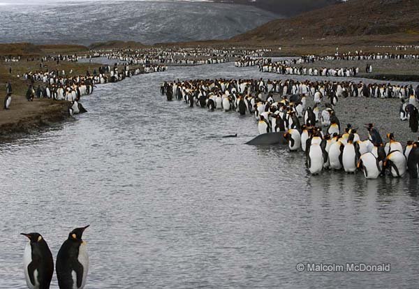 Massed King Penguins - South Georgia