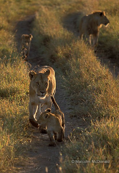 Just after dawn a lion pride hunts for breakfast, Maasai Mara NR, Kenya