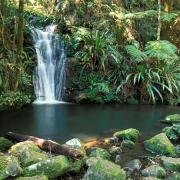 One of the many waterfalls within this rainforest, Lamington NP, Qld