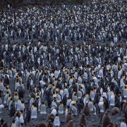 Two hundred thousand king penguins huddle at Salisbury Plain, Sth Georgia
