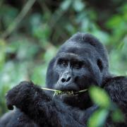 This Silverback mountain gorilla watches warily as he eats, Bwindi NP, Uganda